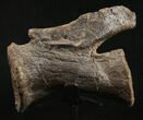 Diplodocus Caudal Vertebra - Dana Quarry #10144-1